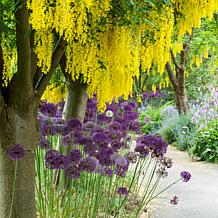 Van Zyverden Allium Purple Rain - 5 Bulbs