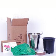 Van Zyverden Amaryllis Gervase Kit With Artisan Decorative Planter