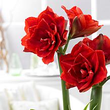 Van Zyverden Amaryllis Kit Cherry Nymph With Southwest Metal Cachepot