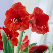 Van Zyverden Amaryllis Sweet Valentine 1 Bulb