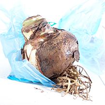 Van Zyverden Amaryllis Trio Kit with Fluted Iron Bulb Planter