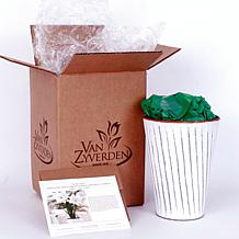 Van Zyverden Amaryllis White Nymph Kit With White Chalk Metal Cachepot