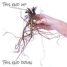 Van Zyverden Aquilegia Columbine Artisian Blend Roots - Set of 8