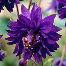 Van Zyverden Aquilegia Columbine Artisian Blend Roots - Set of 8
