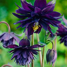 Van Zyverden Aquilegia Columbine Black Barlow Set of 5 Roots
