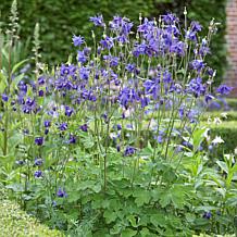 Van Zyverden Aquilegia Columbine Blue Barlow Set of 5 Roots
