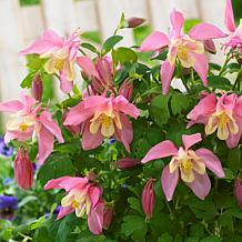 Van Zyverden Aquilegia Columbine Pink Barlow Set of 5 Roots