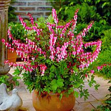 Van Zyverden Bleeding Hearts 1 Root