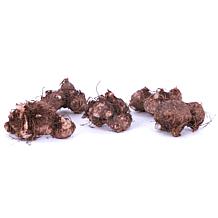 Van Zyverden Caladiums Fancy Leaf Bombshell - 3 Bulbs