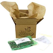 Van Zyverden Caladiums Fancy Leaf Carolyn Whorton Set of 3 Bulbs