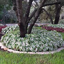 Van Zyverden Caladiums Fancy Leaf Carousel - 3 Bulbs