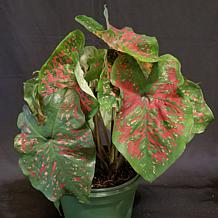 Van Zyverden Caladiums Fancy Leaf Freckles - 3 Bulbs