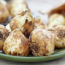 Van Zyverden Camassia Quamash, Set of 25 Bulbs