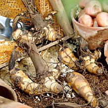 Van Zyverden Cannas Giant Black Knight - 3 Bulbs