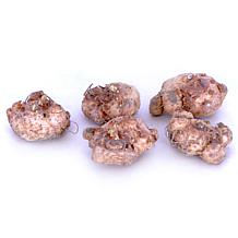 Van Zyverden Cannas Giant Black Knight Set of 1 Bulb