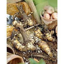 Van Zyverden Cannas Red King Humbert Bulbs 5-pack