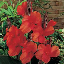 Van Zyverden Cannas Red King Humbert Bulbs 5-pack