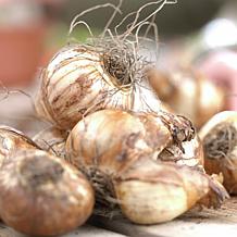 Van Zyverden Daffodils Classic Improved King Alfred, Set of 25 Bulbs
