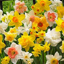 Van Zyverden Daffodils Kitchen Sink Mixture Set of 6 Bulbs