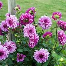 Van Zyverden Dahlias Blue Bell Set of 5 Bulbs