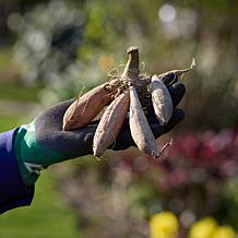 Van Zyverden Dahlias Blue Bell Set of 5 Bulbs