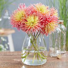 Van Zyverden Dahlias Fringed Star Set of 5 Bulbs