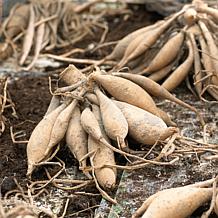 Van Zyverden Dahlias Kelvin Floodlight - Set of 3 Bulbs