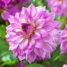 Van Zyverden Dahlias Lake Michigan Set of 5 Bulbs