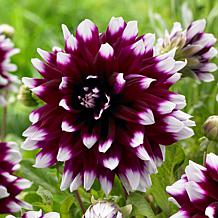 Van Zyverden Dahlias Mystery Day, Set of 3 Bulbs