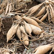 Van Zyverden Dahlias Pacific Ocean Set of 3 Bulbs