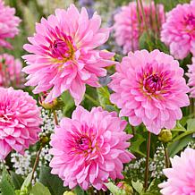 Van Zyverden Dahlias Rosella Set of 5 Bulbs