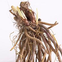 Van Zyverden Daylilies Once in a Lifetime Blend 25 Roots