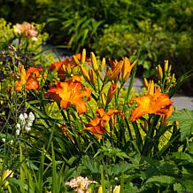 Van Zyverden Daylilies Primal Scream - Set of 3 Roots