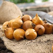 Van Zyverden Dutch Iris Mixed, Set of 100 Bulbs