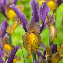 Van Zyverden Dutch Iris Picasso, Set of 25 Bulbs