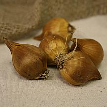 Van Zyverden Dutch Iris Sapphire Beauty Set of 12 Bulbs