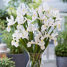 Van Zyverden Dutch Iris White Van Vliet Set of 25 Bulbs