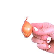 Van Zyverden Dutch Shallots Yellow Set of 25 Bulbs