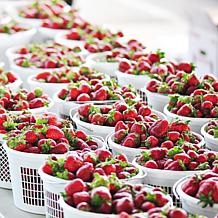 Van Zyverden Everbearing Strawberries Quinault - Set of 10 Roots