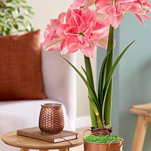 Van Zyverden Fast Track Amaryllis Kit Double Time w Decorative Planter