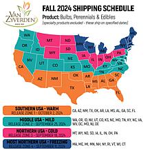 Van Zyverden Fast Track Amaryllis Kit Double Time w Decorative Planter