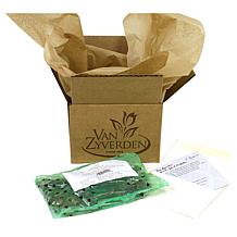 Van Zyverden Freesias Double Blooming White, Set of 25 Bulbs