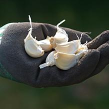 Van Zyverden Garlic Softneck Artichoke Sicilian Set of 5 Bulbs