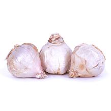 Van Zyverden Garlic Softneck Silverskin Inchelium Red Set of 5 Bulbs