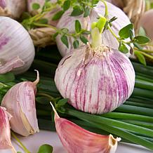 Van Zyverden Garlic Standard Purple Strip Chesnok Red - 3 Cloves