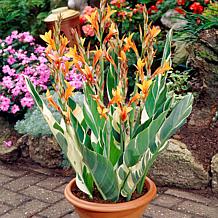 Van Zyverden Giant Cannas Bengal Tiger Set of 3 Bulbs