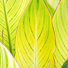 Van Zyverden Giant Cannas Striata Set of 3 Bulbs