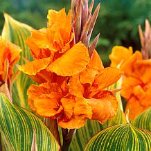 Van Zyverden Giant Cannas Striata Set of 9 Bulbs