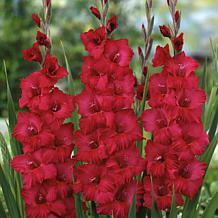 Van Zyverden Gladiolus Magenta Blend Set of 25 Bulbs