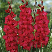 Van Zyverden Gladiolus Prosperity Blend Set of 25 Bulbs